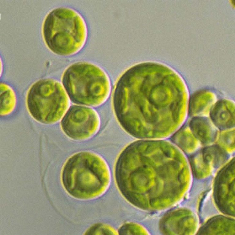 chlorella emersonii (microalgae) extract