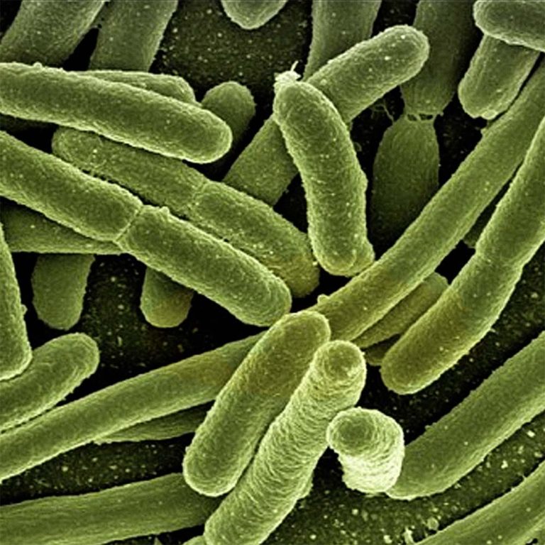 lactobacillus ferment