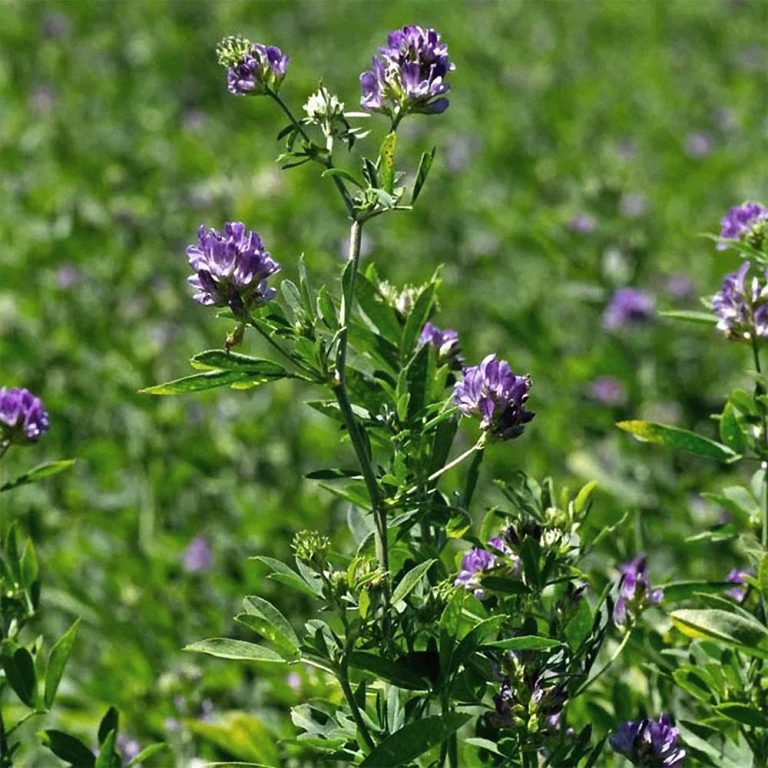alafalfa Medicago Sativa (Alfalfa) Callus Culture Conditioned Media Extract skin hair scalp benefits cosmetic sulfur-rich peptides