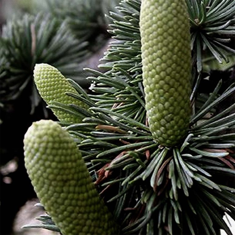atlas cedar Cedrus Atlantica tree cedarwood oil skincare