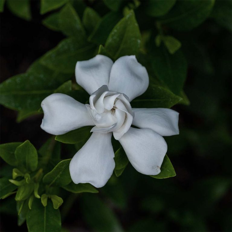 gardenia jasminoides fruit extract