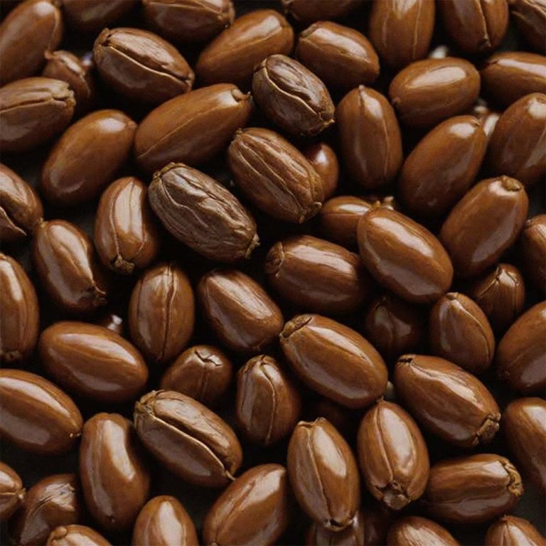 jojoba seeds jojoba esters in skincare skin benefits