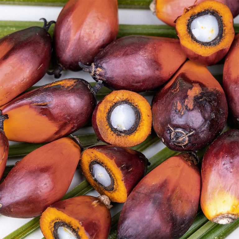 palm oil palmitic acid saturated fatty acid skincare skin benefits