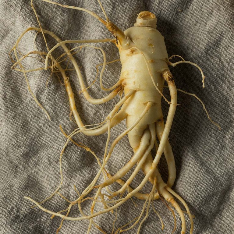 panax ginseng root oil