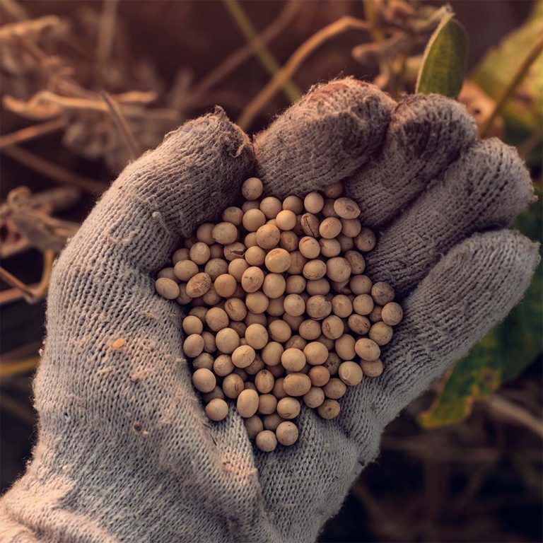 glycine soja (soybean) sterols