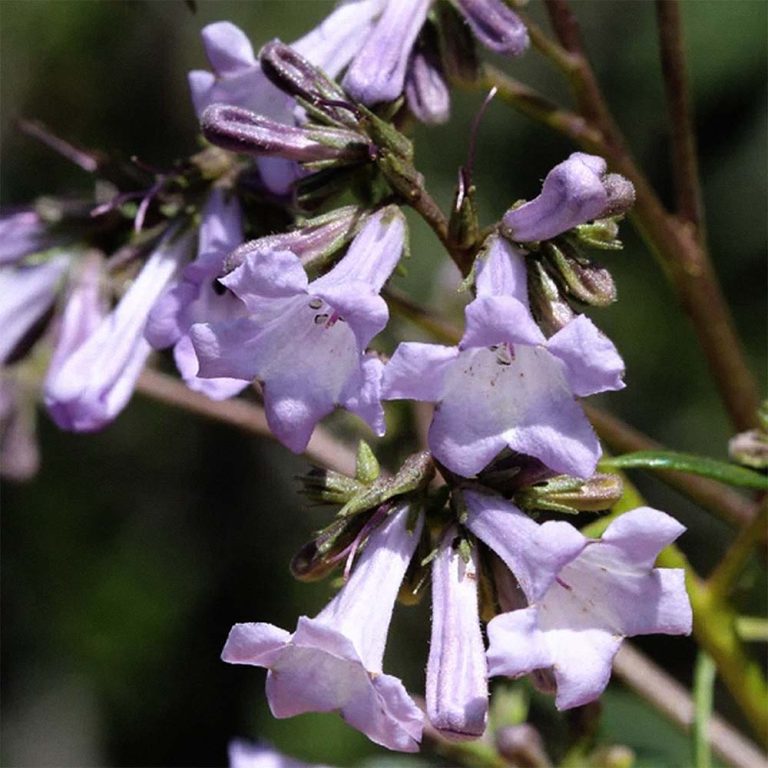 yerba santa glycoprotein Eriodictyon Californicum extract skincare skin benefits
